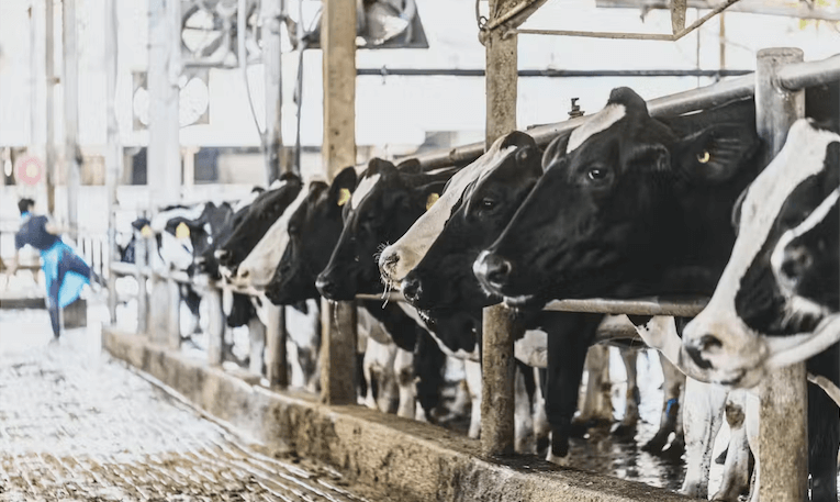 Vaccines using mRNA can protect farm animals against diseases traditional ones may not – and there are safeguards to ensure they won’t end up in your food