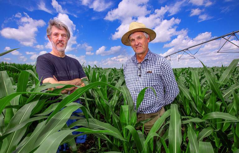 ISU researchers part of nationwide project to make sweet corn even better