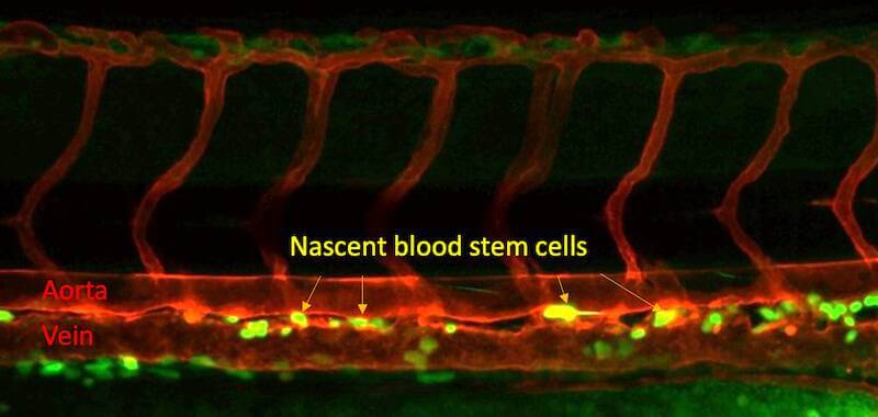 ISU Researchers Discover Crucial Step in Creating Blood Stem Cells