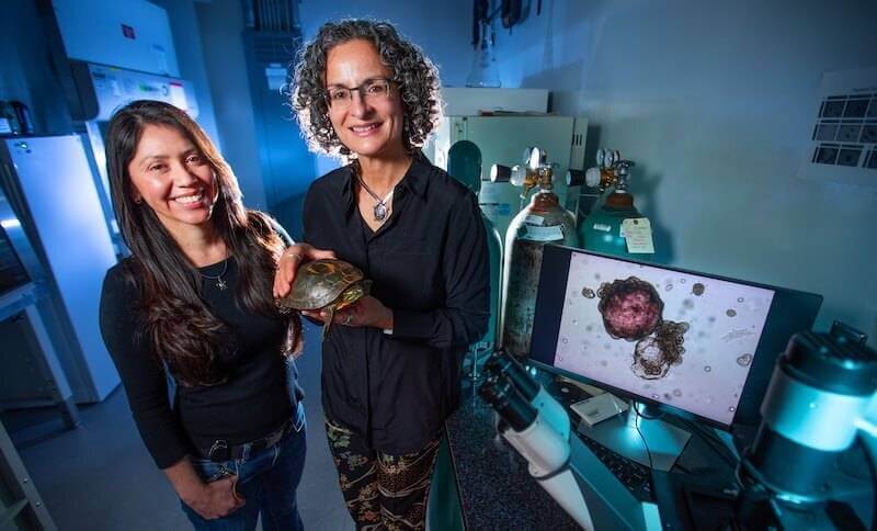 Lab-grown Liver Organoid to Speed up Turtle Research, Making Useful Traits Easier to Harness…